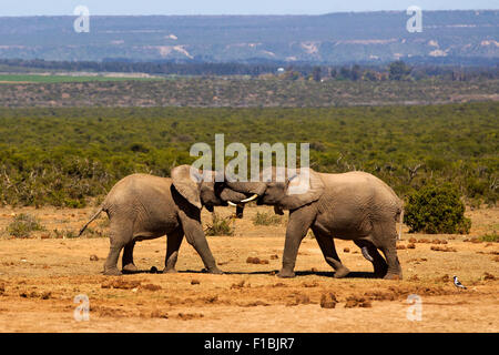 Due elefanti di combattimento di tori Foto Stock