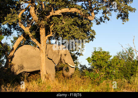 Un maschio di elefante in musth Foto Stock