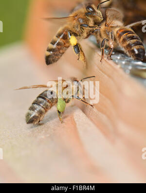 Honeybees tornando al loro alveare che portano differenti colori di polline sulle loro gambe - polline colore varia da specie floreali Foto Stock