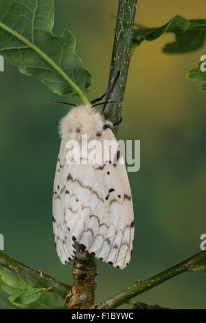 Gipsy moth, Gypsy Moth, femmina, Schwammspinner, Schwamm-Spinner, Weibchen, Lymantria dispar, Bombice disparate Foto Stock