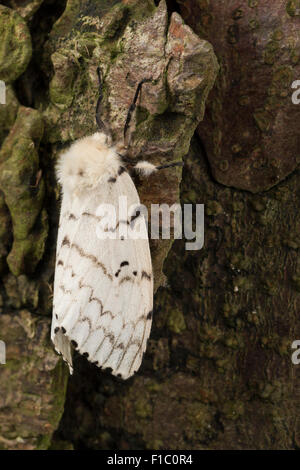 Gipsy moth, Gypsy Moth, femmina, Schwammspinner, Schwamm-Spinner, Weibchen, Lymantria dispar, Bombice disparate Foto Stock