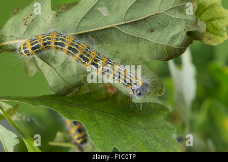 Buff-punta moth, buff punta, Caterpillar, Mondvogel, Mondfleck, Raupe un Eiche, Phalera bucephala Foto Stock