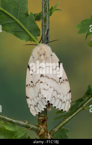 Gipsy moth, Gypsy Moth, femmina, Schwammspinner, Schwamm-Spinner, Weibchen, Lymantria dispar, Bombice disparate Foto Stock