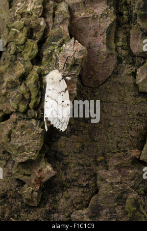 Gipsy moth, Gypsy Moth, femmina, Schwammspinner, Schwamm-Spinner, Weibchen, Lymantria dispar, Bombice disparate Foto Stock