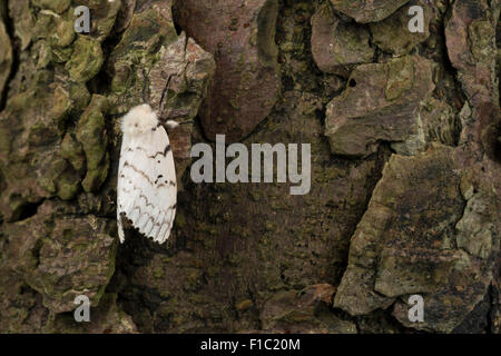 Gipsy moth, Gypsy Moth, femmina, Schwammspinner, Schwamm-Spinner, Weibchen, Lymantria dispar, Bombice disparate Foto Stock