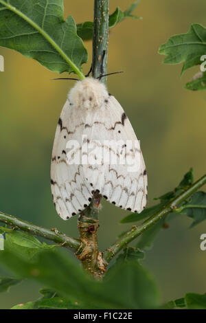 Gipsy moth, Gypsy Moth, femmina, Schwammspinner, Schwamm-Spinner, Weibchen, Lymantria dispar, Bombice disparate Foto Stock