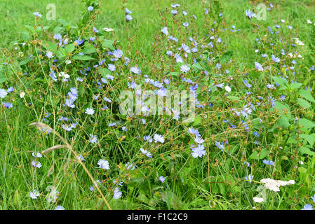 Fiore di cicoria in prato illuminata dal sole di mattina. Foto Stock