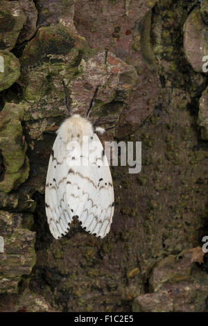 Gipsy moth, Gypsy Moth, femmina, Schwammspinner, Schwamm-Spinner, Weibchen, Lymantria dispar, Bombice disparate Foto Stock