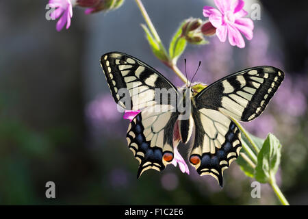 Il vecchio mondo a coda di rondine, comune giallo a coda di rondine, coda di rondine, Schwalbenschwanz, Papilio machaon, Le Machaon, Grand porte-queue Foto Stock