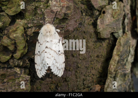 Gipsy moth, Gypsy Moth, femmina, Schwammspinner, Schwamm-Spinner, Weibchen, Lymantria dispar, Bombice disparate Foto Stock