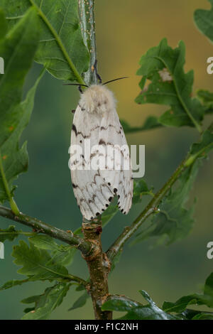 Gipsy moth, Gypsy Moth, femmina, Schwammspinner, Schwamm-Spinner, Weibchen, Lymantria dispar, Bombice disparate Foto Stock