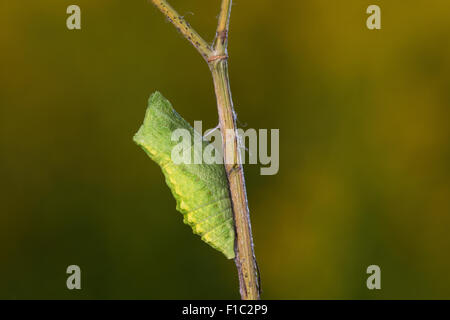 Il vecchio mondo a coda di rondine, comune giallo a coda di rondine, coda di rondine, pupa, crisalidi, Schwalbenschwanz, Puppe, Papilio machaon, Machaon Foto Stock