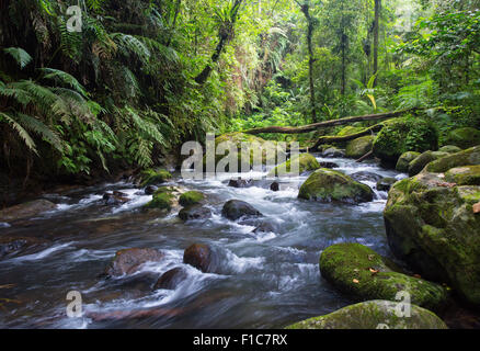 Flusso che scorre attraverso la foresta pluviale montane in Gunung Halimun National Park, Java, Indonesia Foto Stock