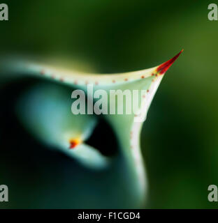 Vista ravvicinata di Aloe foglie e thorn dal di sopra Foto Stock