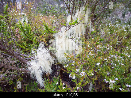Barba Lichen (Usnea sp.) che crescono in un bosco alpino, Tasmania, Australia Foto Stock