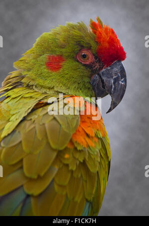 Red-Fronted Macaw (ara rubrogenys) Foto Stock