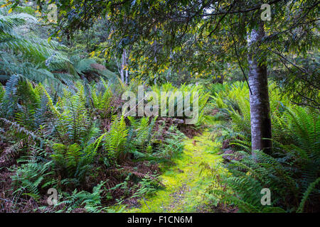 Felci lungo un sentiero a piedi nella foresta pluviale temperata in Liffey riserva forestale, Tasmania, Australia Foto Stock