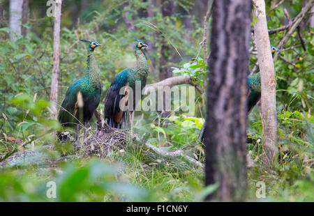 Wild Peafowl verde (Pavo muticus) in Huai Kha Khaeng Wildlife Sanctuary, Thailandia Foto Stock