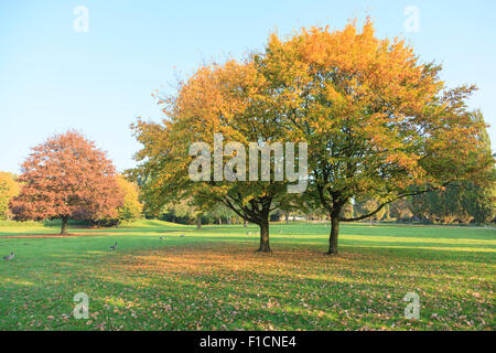 Lightflooded autunno alberi in un parco in Amburgo Foto Stock