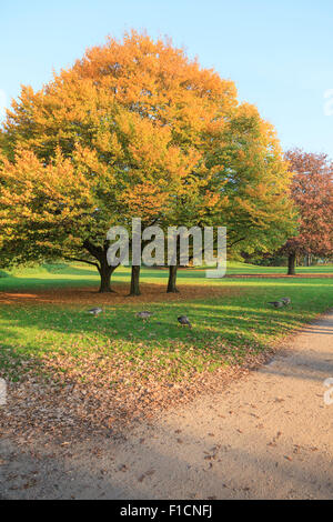 Lightflooded autunno alberi in un parco in Amburgo Foto Stock