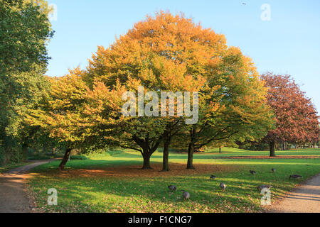 Lightflooded autunno alberi in un parco in Amburgo Foto Stock