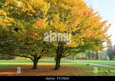 Lightflooded autunno alberi in un parco in Amburgo Foto Stock