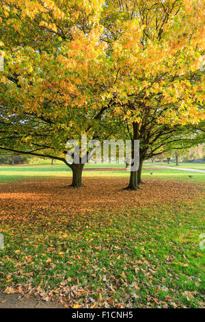 Lightflooded autunno alberi in un parco in Amburgo Foto Stock