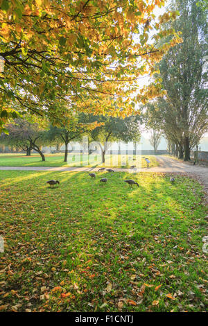 Lightflooded autunno alberi in un parco in Amburgo Foto Stock