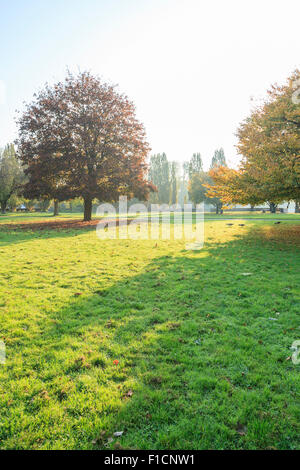 Lightflooded autunno alberi in un parco in Amburgo Foto Stock