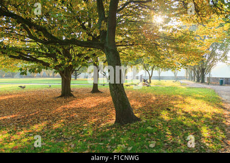 Lightflooded autunno alberi in un parco in Amburgo Foto Stock