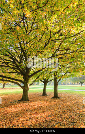 Lightflooded autunno alberi in un parco in Amburgo Foto Stock