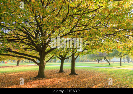 Lightflooded autunno alberi in un parco in Amburgo Foto Stock