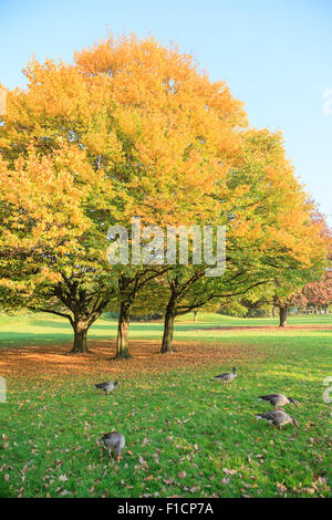 Inondate di luce autunno alberi in un parco in Amburgo Foto Stock