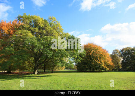 Lightflooded autunno alberi in un parco in Amburgo Foto Stock