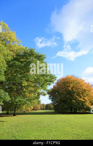 Lightflooded autunno alberi in un parco in Amburgo Foto Stock