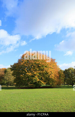 Lightflooded autunno alberi in un parco in Amburgo Foto Stock