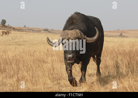 Bufalo africano, Syncerus caffer, unico mammifero su erba, Sud Africa, Agosto 2015 Foto Stock