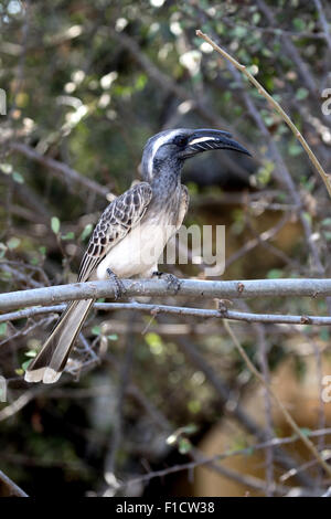 Africano grigio-hornbill, Tockus nasutus, singolo uccello sul ramo, Sud Africa, Agosto 2015 Foto Stock