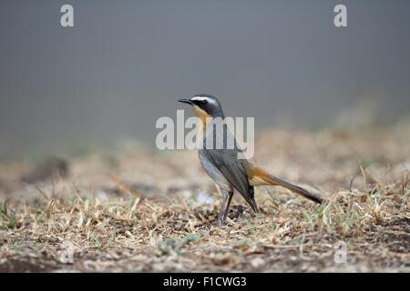 Cape robin-chat, Cossypha caffra, singolo uccello sul terreno, Sud Africa, Agosto 2015 Foto Stock