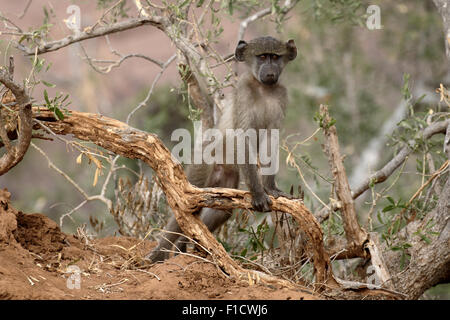 Chacma babbuino, Papio ursinus, unico mammifero sul ramo, Sud Africa, Agosto 2015 Foto Stock