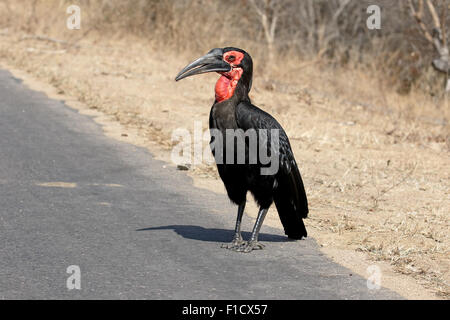 Massa hornbill, Bucorvus leadbeateri, singolo uccello sul terreno, Sud Africa, Agosto 2015 Foto Stock