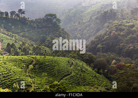 La piantagione di tè vicino a Munnar in Kerala, India vista da Pothamedu si affacciano sulla strada nazionale 49 Foto Stock