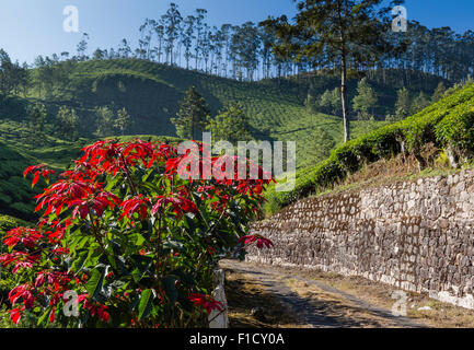 Poinsettia piante su una piantagione di tè vicino a Munnar Kerala, India Foto Stock