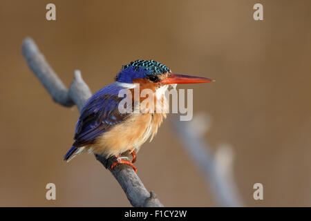 Malachite Kingfisher, Alcedo cristata, singolo uccello sul ramo, Sud Africa, Agosto 2015 Foto Stock