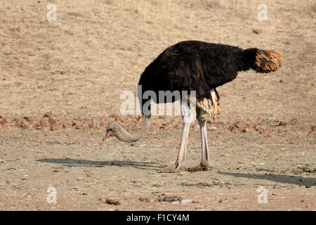 Struzzo, Struthio camelus, singolo maschio, Sud Africa, Agosto 2015 Foto Stock