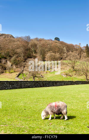 Un pascolo di ovini in un campo, Grasmere, Lake District, Cumbria, Inghilterra Foto Stock