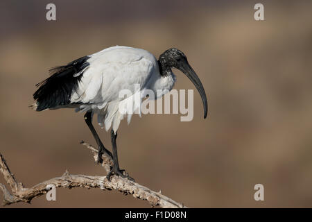 Ibis sacri, Threskiornis aethiopicus, singolo uccello sul ramo, Sud Africa, Agosto 2015 Foto Stock