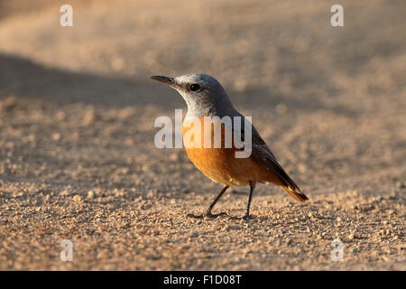 Short-toed rock-tordi, Monticola brevipes, singolo uccello sul terreno, Sud Africa, Agosto 2015 Foto Stock