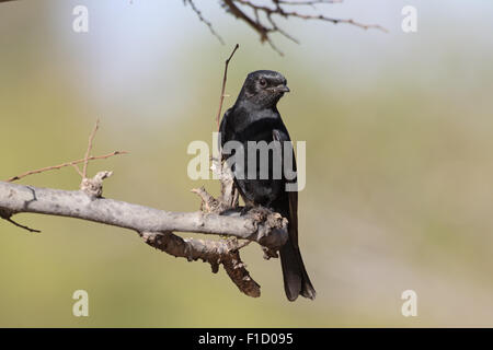 Southern black-flycatcher, Melaenornis pammelaina, singolo uccello sul ramo, Sud Africa, Agosto 2015 Foto Stock