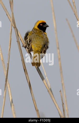 Sud-Tessitore mascherato, Ploceus velatus maschio singolo sul ramo, Sud Africa, Agosto 2015 Foto Stock